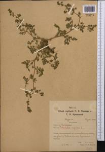 Potentilla supina L., Middle Asia, Northern & Central Kazakhstan (M10) (Kazakhstan)