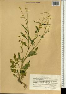 Sisymbrium loeselii L., South Asia, South Asia (Asia outside ex-Soviet states and Mongolia) (ASIA) (Afghanistan)