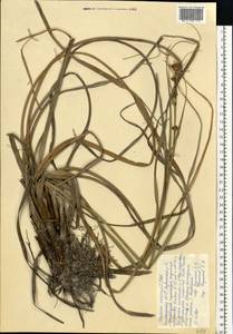 Cladium mariscus (L.) Pohl, Eastern Europe, Eastern region (E10) (Russia)