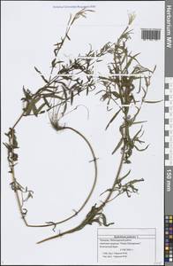 Epilobium palustre L., Eastern Europe, Middle Volga region (E8) (Russia)