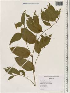 Smilax, South Asia, South Asia (Asia outside ex-Soviet states and Mongolia) (ASIA) (Vietnam)