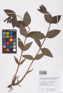 Clematis integrifolia L., Eastern Europe (no precise locality) (E0)