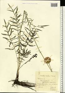 Klasea radiata subsp. tanaitica (P. A. Smirn.) L. Martins, Eastern Europe, Middle Volga region (E8) (Russia)