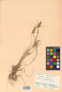 Carex neurocarpa Maxim., Siberia, Russian Far East (S6) (Russia)