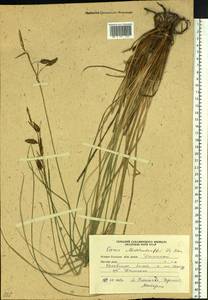 Carex middendorffii F.Schmidt, Siberia, Russian Far East (S6) (Russia)