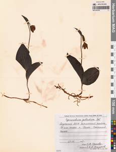 Cypripedium guttatum Sw., Siberia, Yakutia (S5) (Russia)