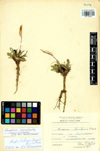 Borodinia macrophylla (Turcz.) O.E. Schulz, Siberia, Baikal & Transbaikal region (S4) (Russia)