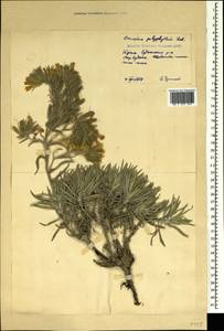 Onosma polyphylla Ledeb., Crimea (KRYM) (Russia)