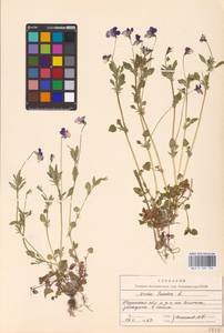 Viola tricolor L., Eastern Europe, Central region (E4) (Russia)