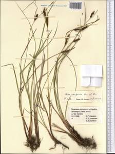 Carex songorica Kar. & Kir., Middle Asia, Northern & Central Tian Shan (M4) (Kyrgyzstan)