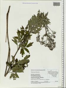 Thalictrum flavum L., Eastern Europe, Central region (E4) (Russia)