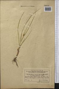 Bolboschoenus maritimus subsp. maritimus, Middle Asia, Western Tian Shan & Karatau (M3) (Kazakhstan)