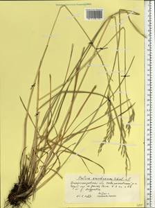 Festuca arundinacea Schreb. , nom. cons., Eastern Europe, South Ukrainian region (E12) (Ukraine)