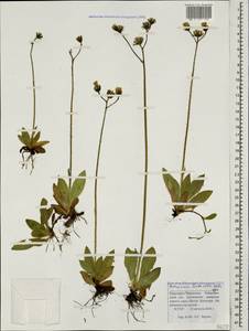 Pilosella lactucella subsp. lactucella, Caucasus, Stavropol Krai, Karachay-Cherkessia & Kabardino-Balkaria (K1b) (Russia)