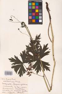 Aconitum lycoctonum subsp. moldavicum (Hacq.) Jalas, Eastern Europe (no precise locality) (E0)