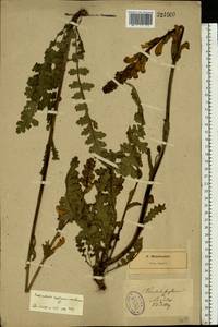 Pedicularis sceptrum-carolinum, Eastern Europe, North-Western region (E2) (Russia)