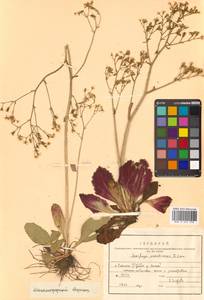 Micranthes sachalinensis (F. Schmidt) S. Akiyama & H. Ohba, Siberia, Russian Far East (S6) (Russia)