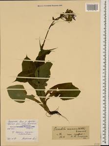 Lactuca racemosa Willd., Caucasus, North Ossetia, Ingushetia & Chechnya (K1c) (Russia)