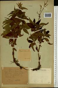 Koenigia alpina (All.) T. M. Schust. & Reveal, Eastern Europe, Eastern region (E10) (Russia)