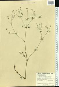 Galium glaucum subsp. glaucum, Eastern Europe, West Ukrainian region (E13) (Ukraine)