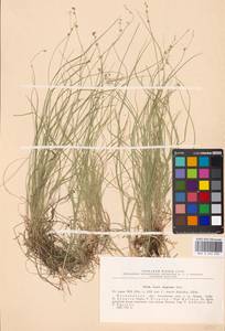 Carex disperma Dewey, Eastern Europe, North-Western region (E2) (Russia)