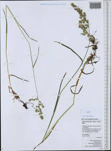 Poa macrocalyx Trautv. & C.A.Mey., Siberia, Chukotka & Kamchatka (S7) (Russia)