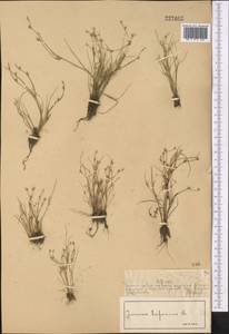 Juncus bufonius L., Middle Asia, Muyunkumy, Balkhash & Betpak-Dala (M9) (Kazakhstan)