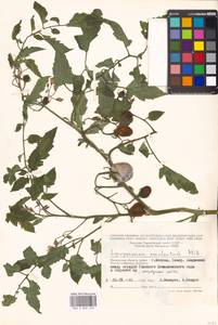 Solanum lycopersicum L., Eastern Europe, Moscow region (E4a) (Russia)