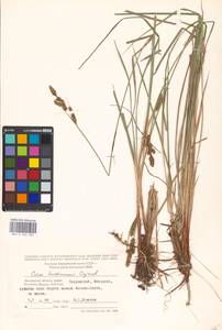 Carex hartmanii Cajander, Eastern Europe, Moscow region (E4a) (Russia)