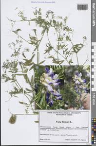 Vicia biennis L., Siberia, Western Siberia (S1) (Russia)