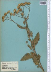 Jacobaea renardii (C. Winkl.) B. Nord., Middle Asia, Pamir & Pamiro-Alai (M2) (Tajikistan)