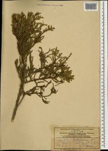 Juniperus foetidissima Willd., Caucasus, Azerbaijan (K6) (Azerbaijan)