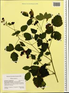 Rubus caesius L., Caucasus, Krasnodar Krai & Adygea (K1a) (Russia)