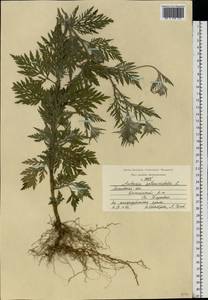 Ambrosia artemisiifolia L., Eastern Europe, Moscow region (E4a) (Russia)