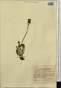 Pedicularis sceptrum-carolinum L., Siberia, Chukotka & Kamchatka (S7) (Russia)