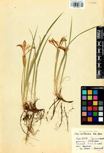 Iris ruthenica Ker Gawl., Siberia, Baikal & Transbaikal region (S4) (Russia)