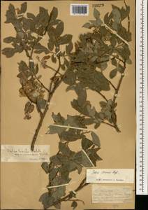 Salix iliensis Regel, South Asia, South Asia (Asia outside ex-Soviet states and Mongolia) (ASIA) (China)