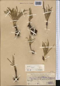 Gelasia circumflexa (Krasch. & Lipsch.) Zaika, Sukhor. & N. Kilian, Middle Asia, Western Tian Shan & Karatau (M3) (Kazakhstan)