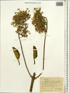 Kalanchoe, Africa (AFR) (Ethiopia)