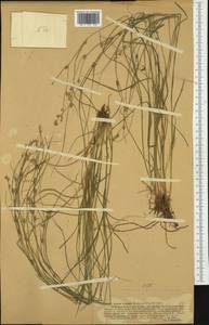 Carex remota L., Western Europe (EUR) (Germany)
