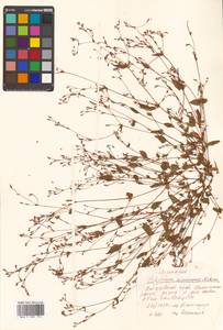 Persicaria muricata (Meisn.) Nemoto, Siberia, Russian Far East (S6) (Russia)