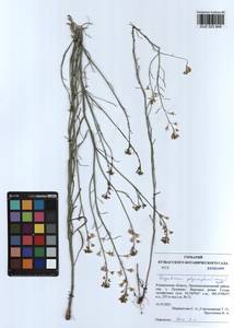 Sisymbrium polymorphum (Murray) Roth, Siberia, Altai & Sayany Mountains (S2) (Russia)