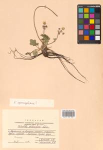 Potentilla stolonifera Lehm. ex Ledeb., Siberia, Russian Far East (S6) (Russia)
