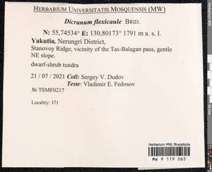 Dicranum flexicaule Brid., Bryophytes, Bryophytes - Yakutia (B19) (Russia)