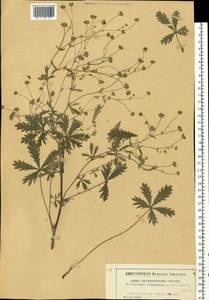 Potentilla cinerea subsp. cinerea, Eastern Europe, West Ukrainian region (E13) (Ukraine)