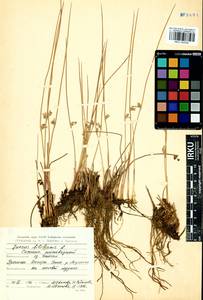 Juncus filiformis L., Siberia, Baikal & Transbaikal region (S4) (Russia)