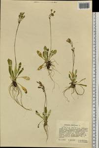 Primula farinosa L., Siberia, Russian Far East (S6) (Russia)