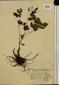 Aruncus dioicus var. kamtschaticus (Maxim.) Hara, Siberia, Chukotka & Kamchatka (S7) (Russia)