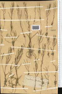Dontostemon glandulosus (Kar. & Kir.) O. E. Schulz, Middle Asia, Pamir & Pamiro-Alai (M2)