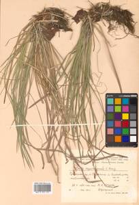 Carex pediformis var. pediformis, Siberia, Russian Far East (S6) (Russia)